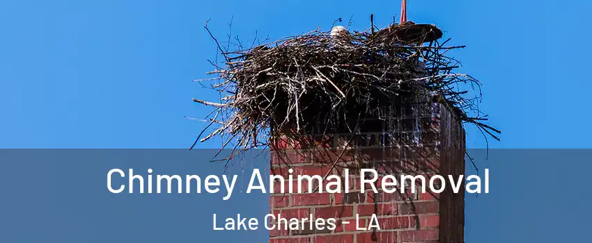 Chimney Animal Removal Lake Charles - LA