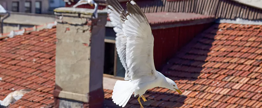 Residential Chimney Animal Removal Solution in Lake Charles, LA